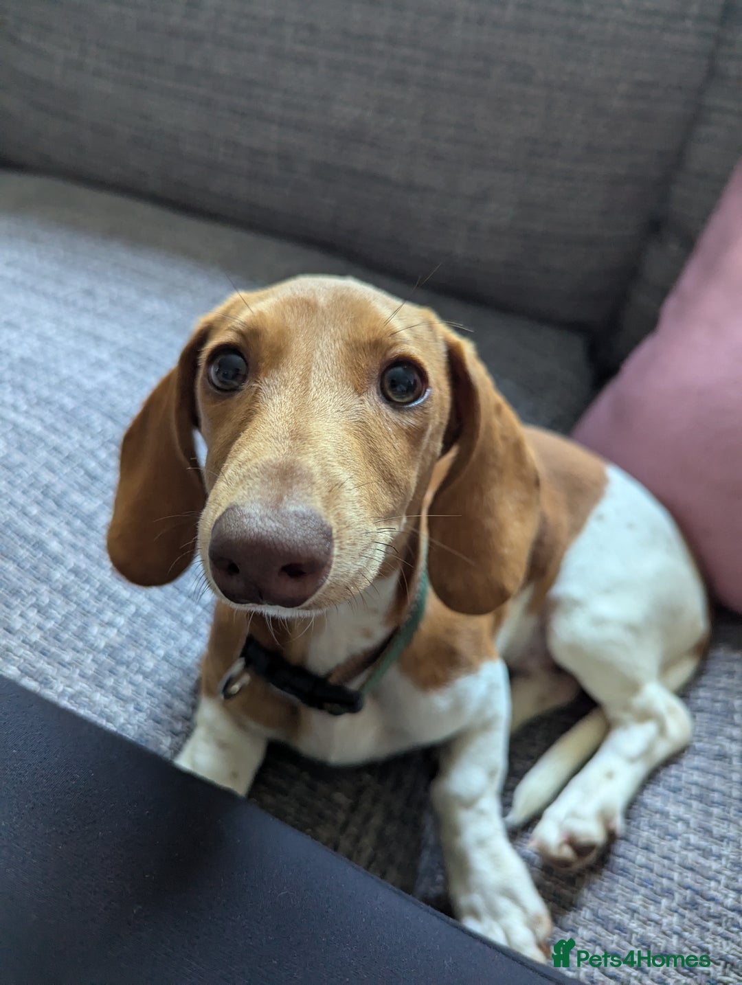 Miniature Dachshund dogs for sale: Piebald dachshund  - Image 4