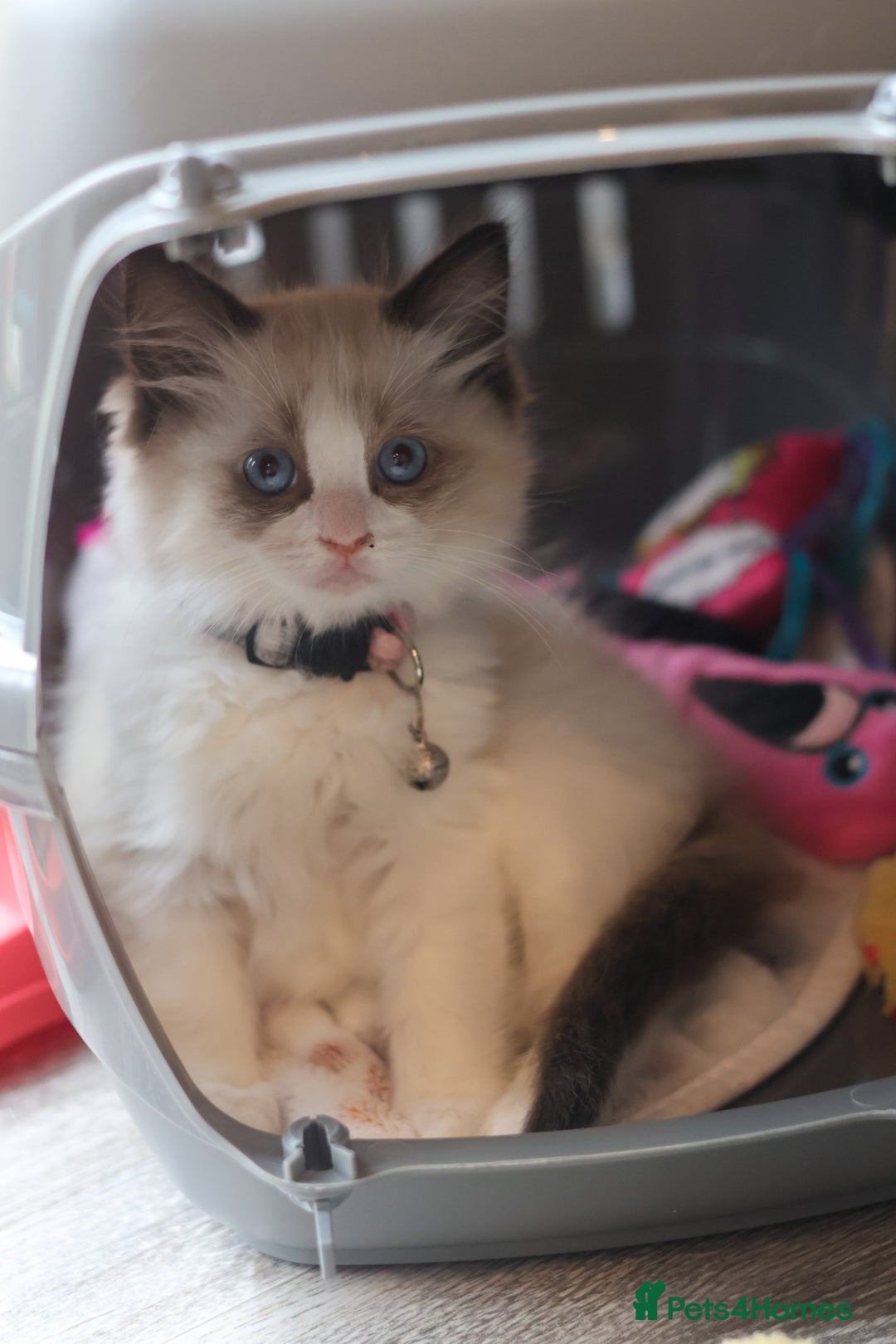 Ragdoll cats for sale: Full ragdoll and ragdoll/mainecoon needing rehome - Advert 1