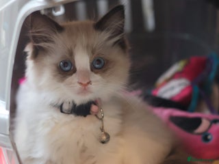 Ragdoll cats Full ragdoll and ragdoll/mainecoon needing rehome - Advert 1
