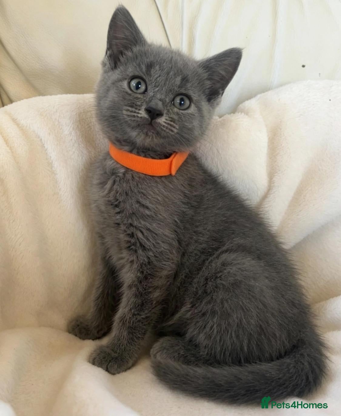 British Shorthair cats Gorgeous British shorthair kittens… - Advert 1