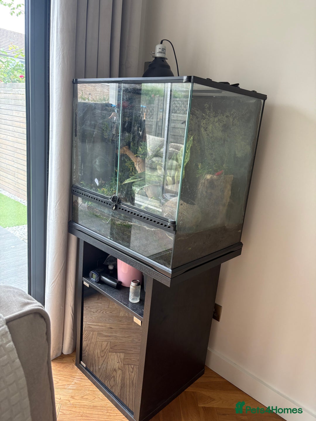 Gecko reptiles for sale: Two Breeding Crested Geckos with Viv  - Image 5
