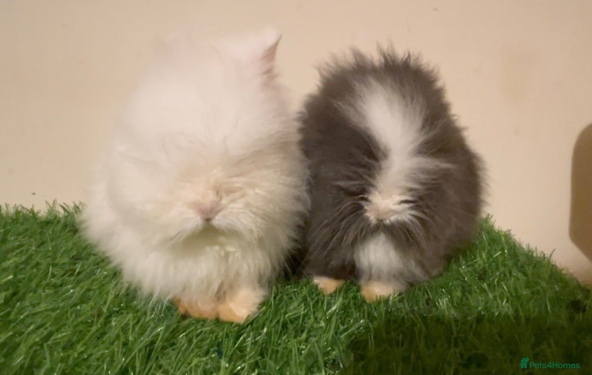 Lionhead rabbits for sale: Pure bred DM Lionhead Babies💙❤️  - Advert 17