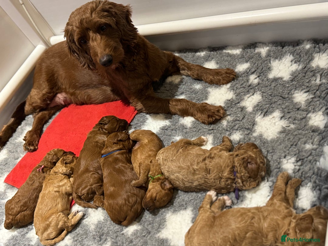 Irish Doodle dogs for sale: Irish doodles - mini F1b - Image 1