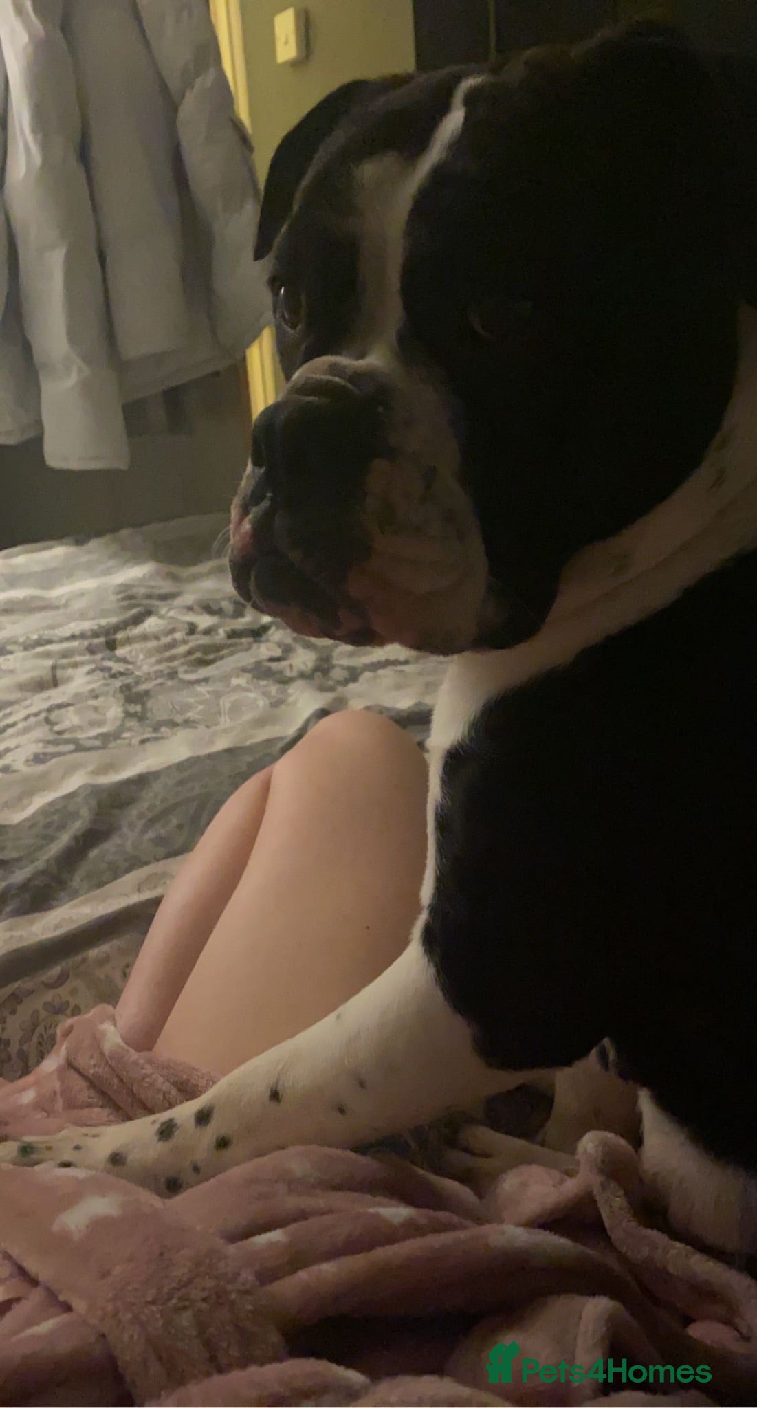 Old Tyme Bulldog dogs Female old tyme bulldog to rehome  - Advert 1