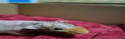 Guinea Pig rodents for sale: Pair of Baby Male Skinny Pigs For Sale  - Advert 10