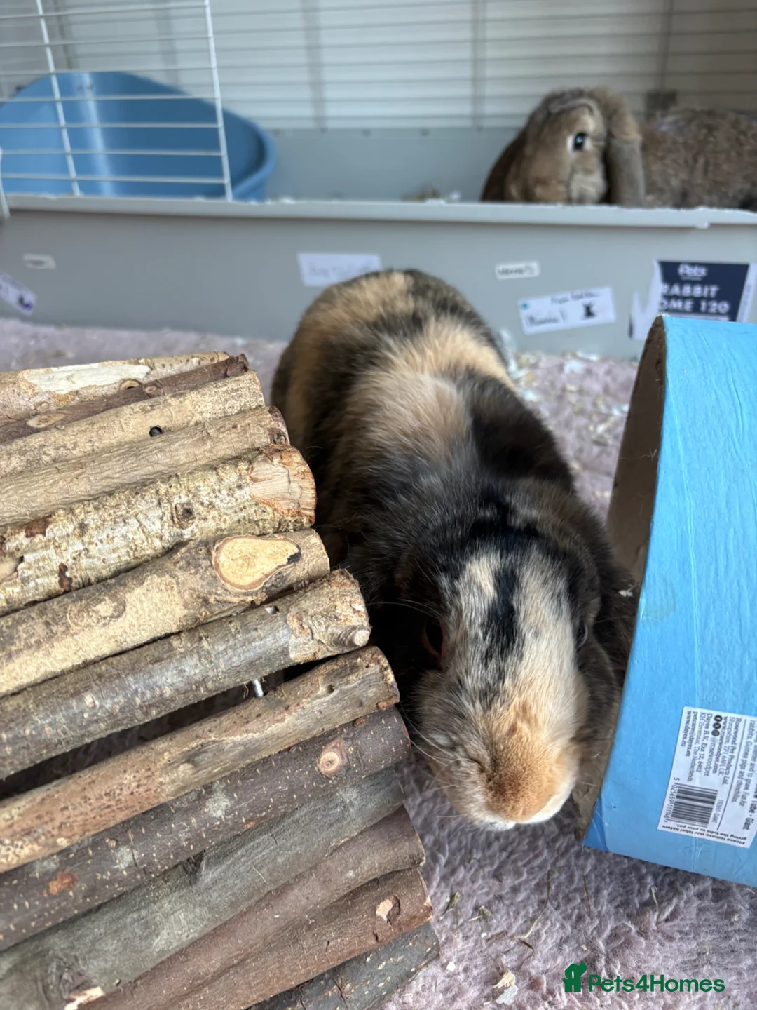 Mixed Breed rabbits for sale: Two female bunnies looking for a new home in Fareham - Advert 2