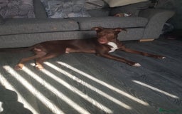 Mixed Breed dogs for sale: Xl,staffy,collie mix boy 7 months - Image 4