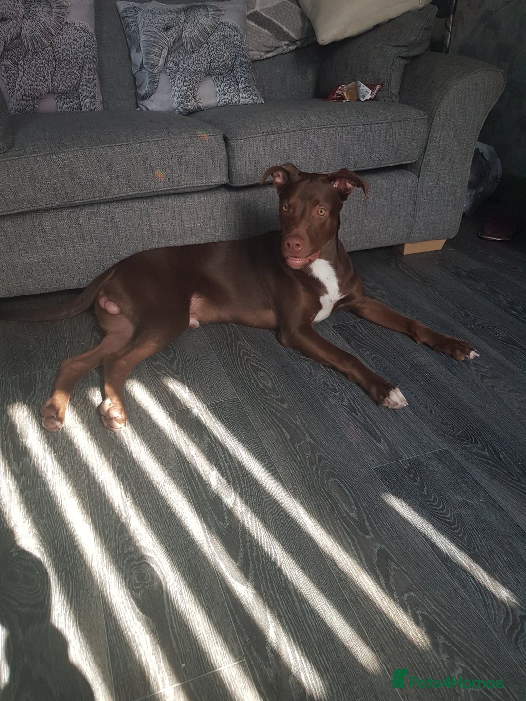 Mixed Breed dogs for sale: Xl,staffy,collie mix boy 7 months - Image 4