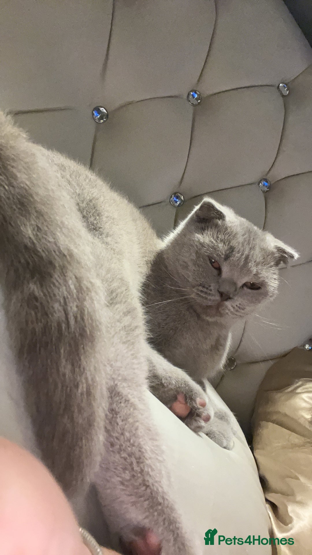 Scottish Fold cats for sale: Absolutely stunning kittens  - Image 8
