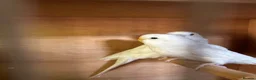 Budgerigars birds for sale: Beautiful baby budgies  in Bath - Advert 2