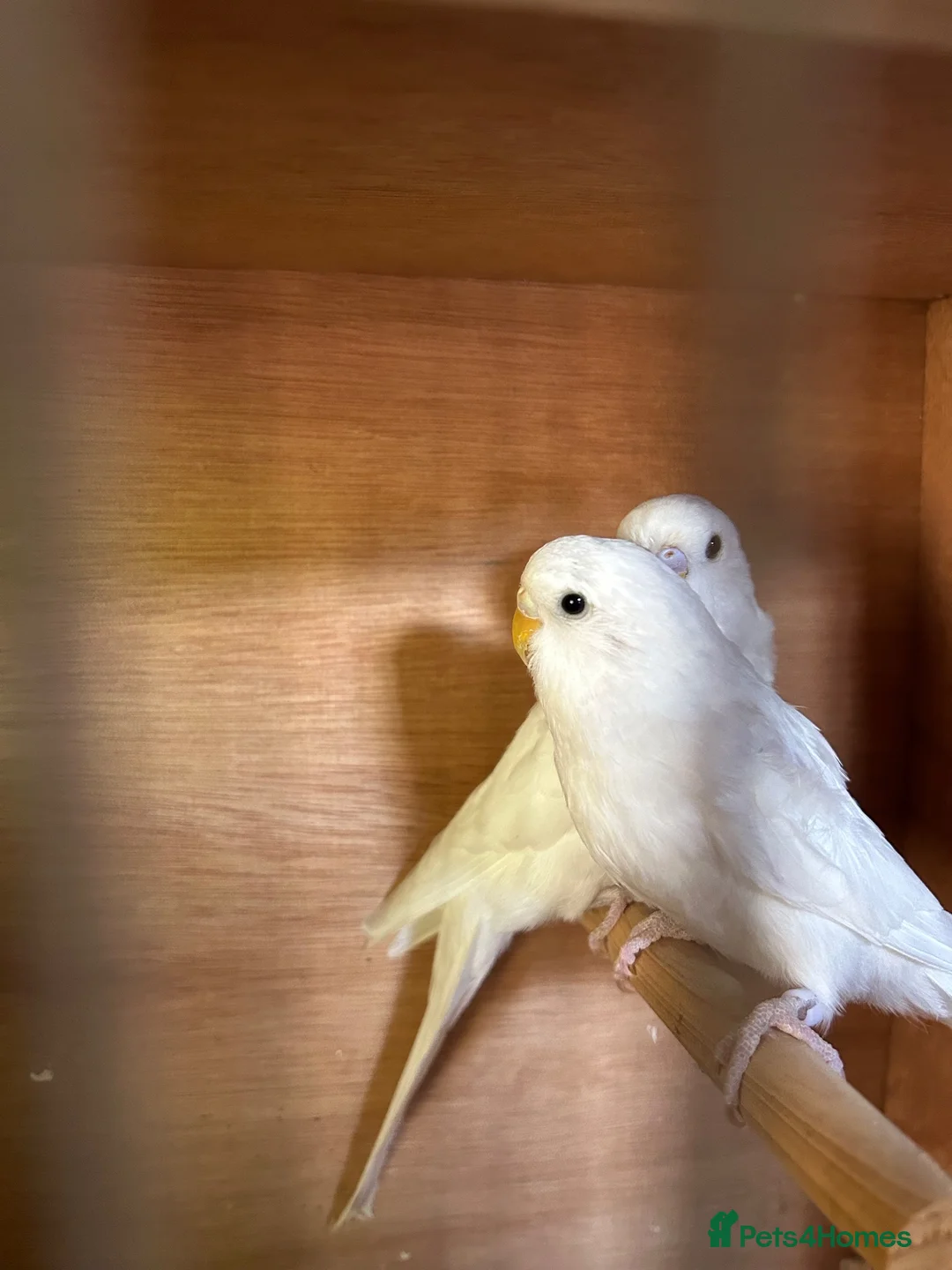 Budgerigars birds for sale: Beautiful baby budgies  in Bath - Advert 2