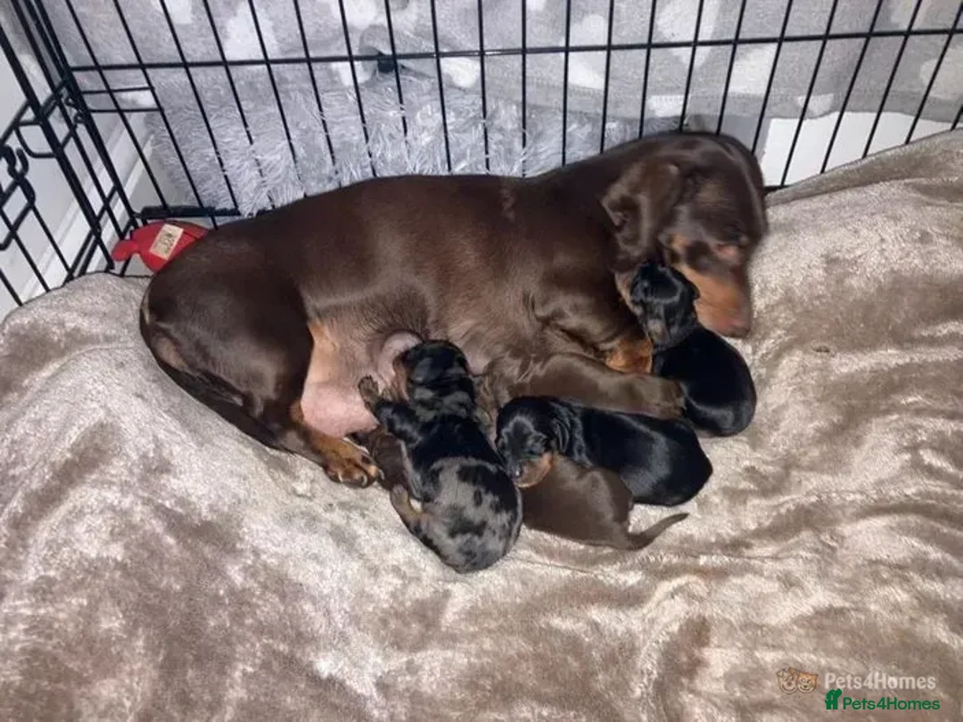 Miniature Dachshund dogs for stud:  Handsome Silver Dapple in Brecon - Advert 5