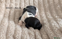 English Springer Spaniel dogs for sale: Springer Spaniel Puppies For Sale! - Image 3