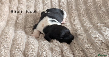 English Springer Spaniel dogs - Advert 10