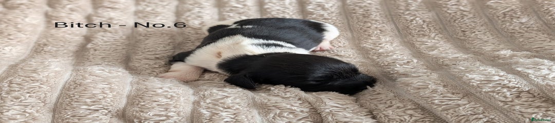 English Springer Spaniel Puppy 6