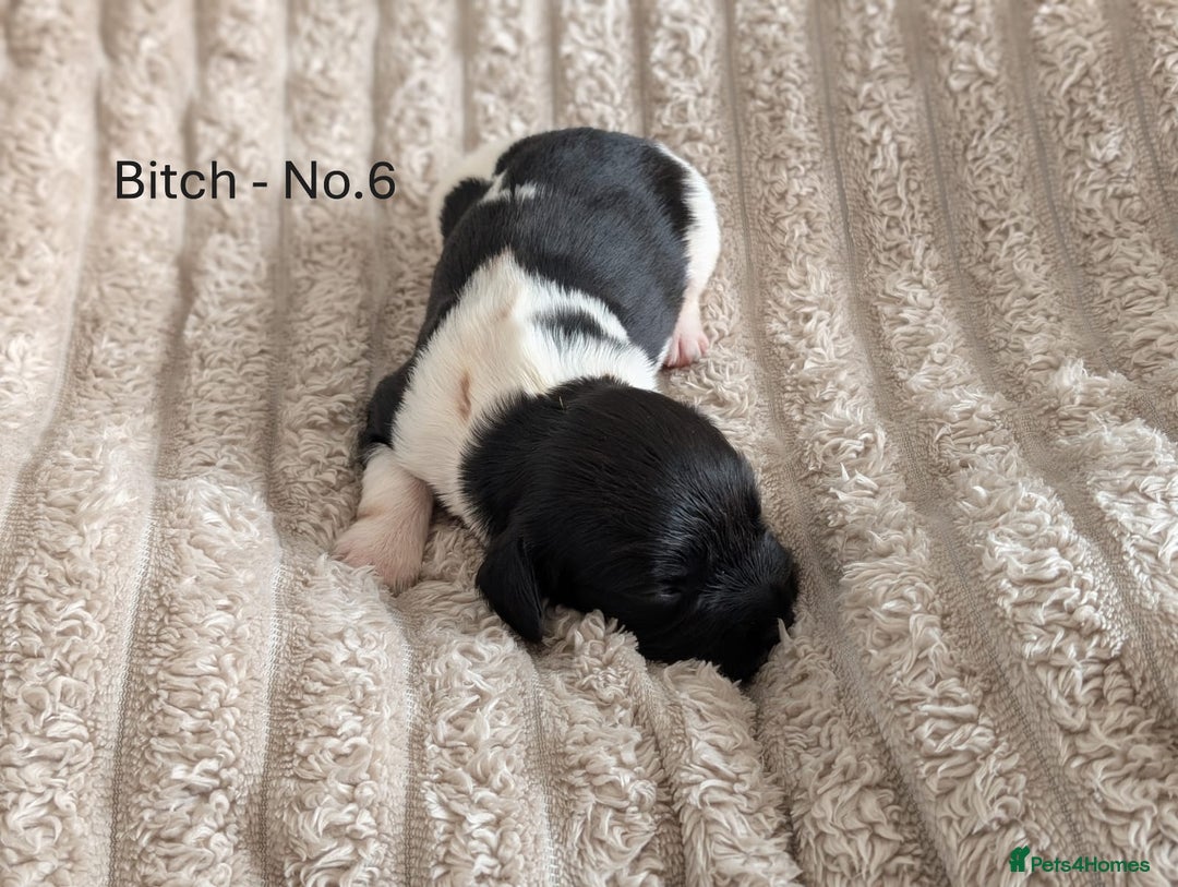 English Springer Spaniel dogs for sale: Springer Spaniel Puppies For Sale! - Image 3