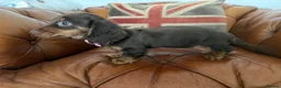 Miniature Dachshund dogs for sale: Stunning Longcoats 5 Star Reviews 5 Star Licensed - Advert 22