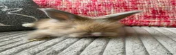 Lionhead rabbits for sale: English Full Face Angora Kits - Advert 8