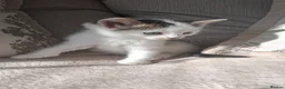 Mixed Breed cats for sale: 3 beautiful kittens  in Chatham - Advert 3
