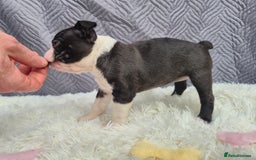 Boston Terrier dogs for sale: Superb litter of boston terriers. - Image 15