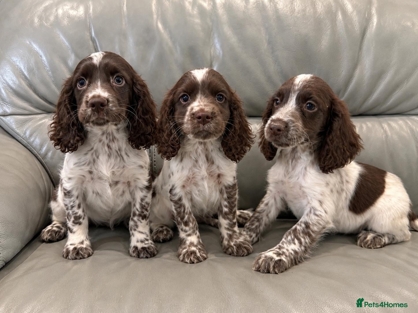 Cocker Spaniel dogs for sale: Cocker Spaniel Puppies Ready Now - Advert 14