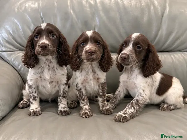 Cocker Spaniel dogs for sale: Cocker Spaniel Puppies Ready Now - Advert 3