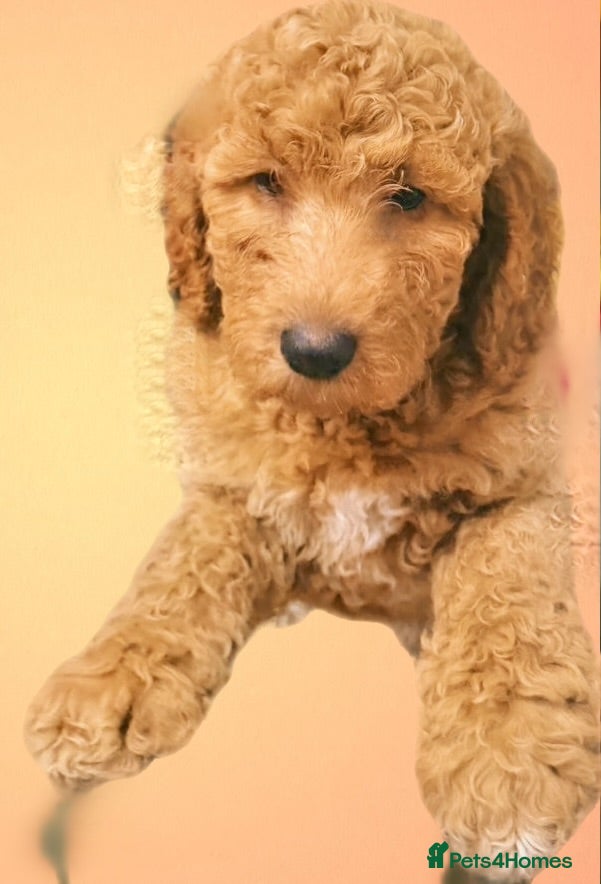 Mixed Breed dogs Irish doodle x Poodle Pointer puppies. Stunning!!! - Advert 2