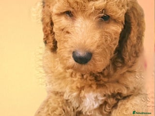 Mixed Breed dogs Irish doodle x Poodle Pointer puppies. Stunning!!! - Advert 2