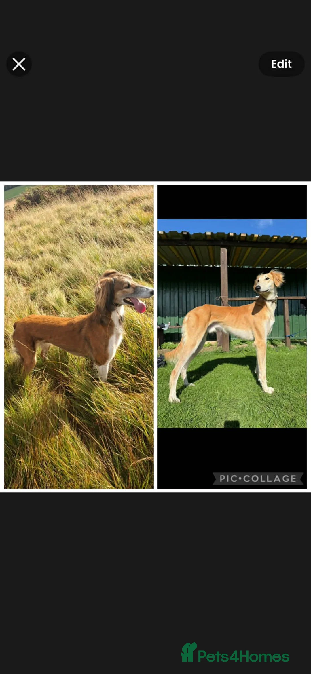 Saluki dogs for sale: Saluki - Advert 12