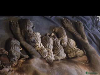 Cane Corso dogs EXCEPTIONAL PEDIGREE CANE CORSO PUPPIES - Advert 18