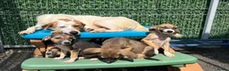 Mixed Breed dogs for adoption: Evie - Milton Keynes  in Milton Keynes - Advert 13