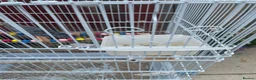 Budgerigars birds for sale: 4 budgies for sale 2 tamed  in Northampton - Advert 4