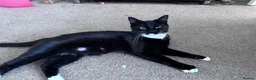 Mixed Breed cats for sale: Beautiful kittens - Advert 3