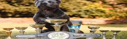 Cane Corso dogs for sale: Cane Corso Female Puppy, Grand Champion Bloodline - Advert 6