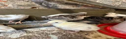 Chickens poultry for sale: Various age & breed chicks Unsexed turkeys poults - Advert 10