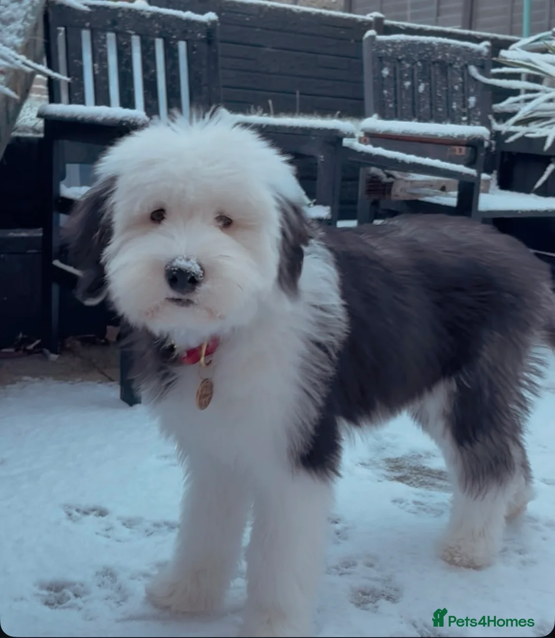 Old English Sheepdog dogs for sale: 7 month old old English sheep dog  - Advert 3
