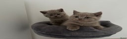 British Shorthair cats for sale: GCCF Registered 2 males 💙💙 - Advert 8