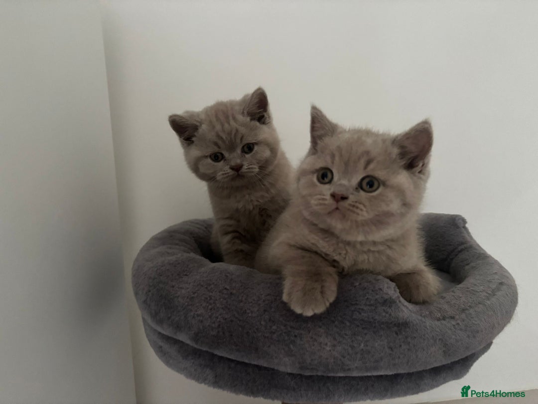 British Shorthair cats for sale: GCCF Registered 2 males 💙💙 - Advert 8