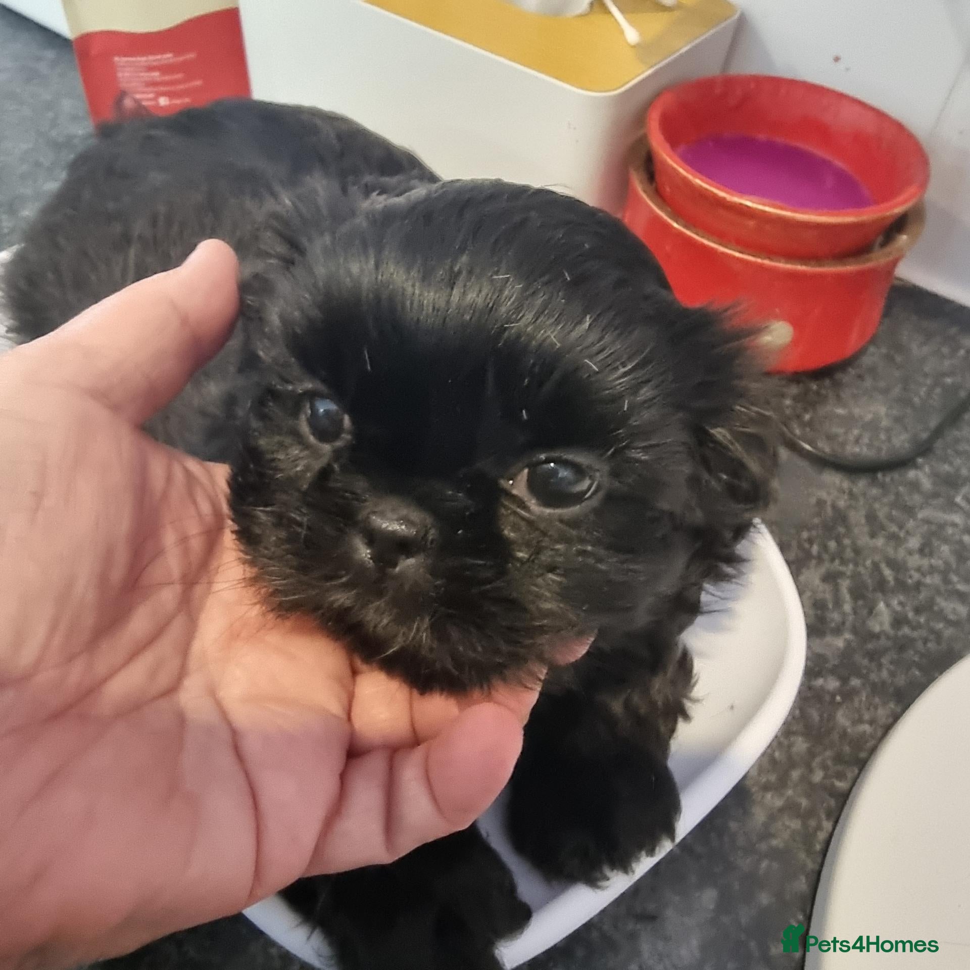 Shih Tzu dogs Kc reg Stunning tiny baby 2 boys - Advert 1