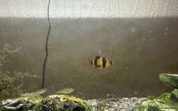 Other/Mixed Breed fish for sale: Tropical Fish Setup + 7 Fish - Image 2