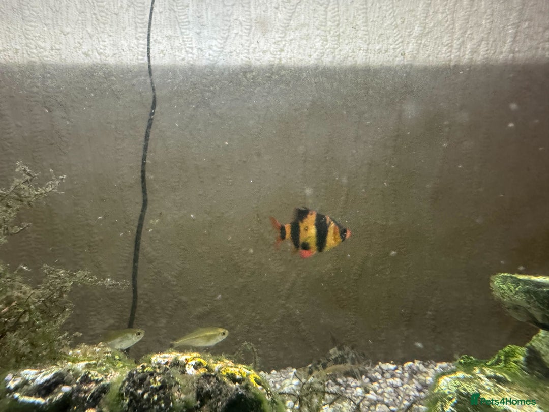 Other/Mixed Breed fish for sale: Tropical Fish Setup + 7 Fish - Image 2