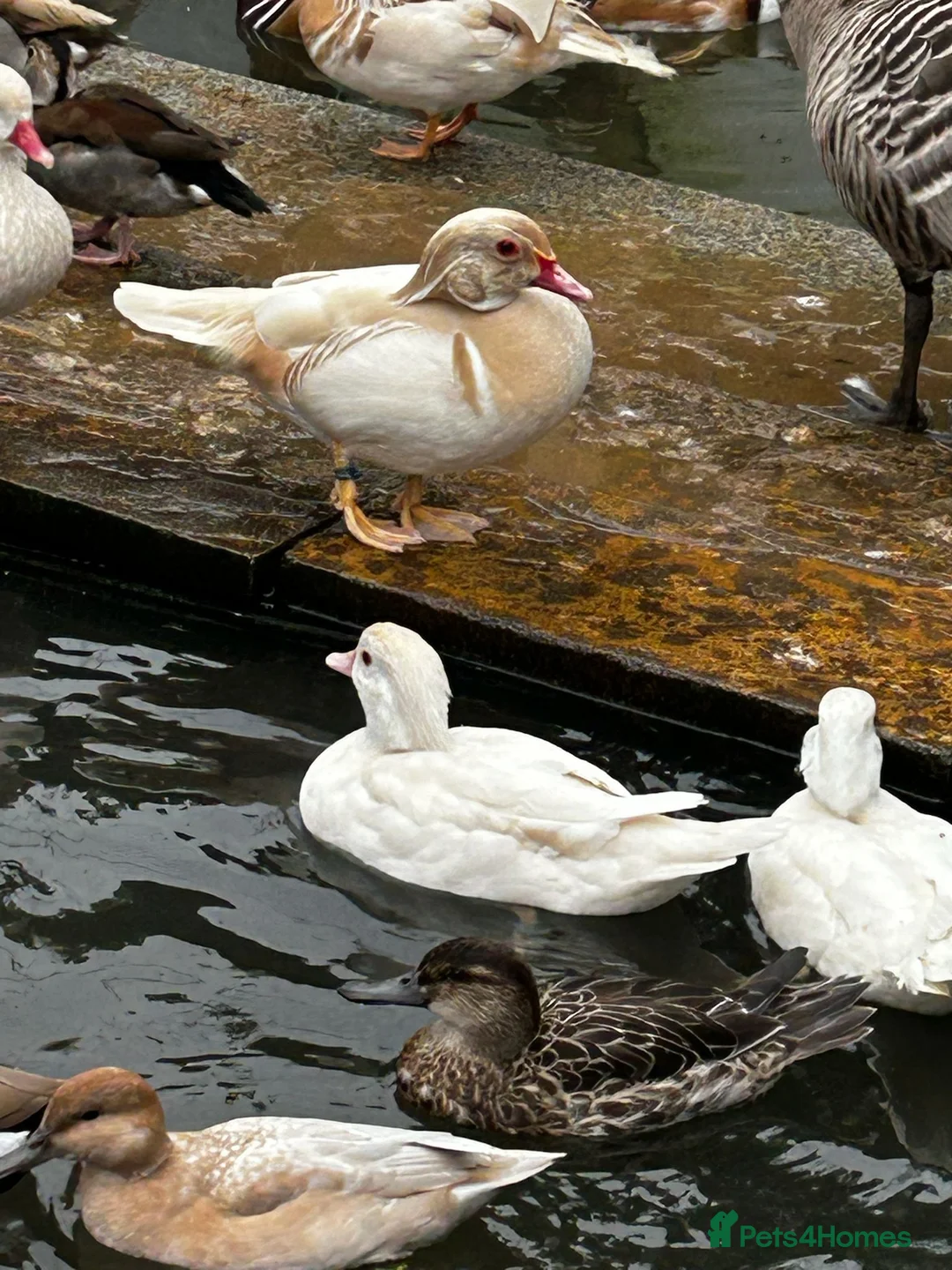 Softbills birds for sale: Hatching Duck Eggs - Ornamental in Poulton-le-Fylde - Advert 3
