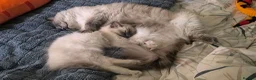 Ragdoll cats for sale: Beautiful ragdolls READY TO LEAVE FOR NEW HOME  - Advert 11