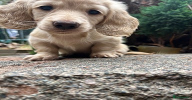 Miniature Dachshund dogs - Advert 15