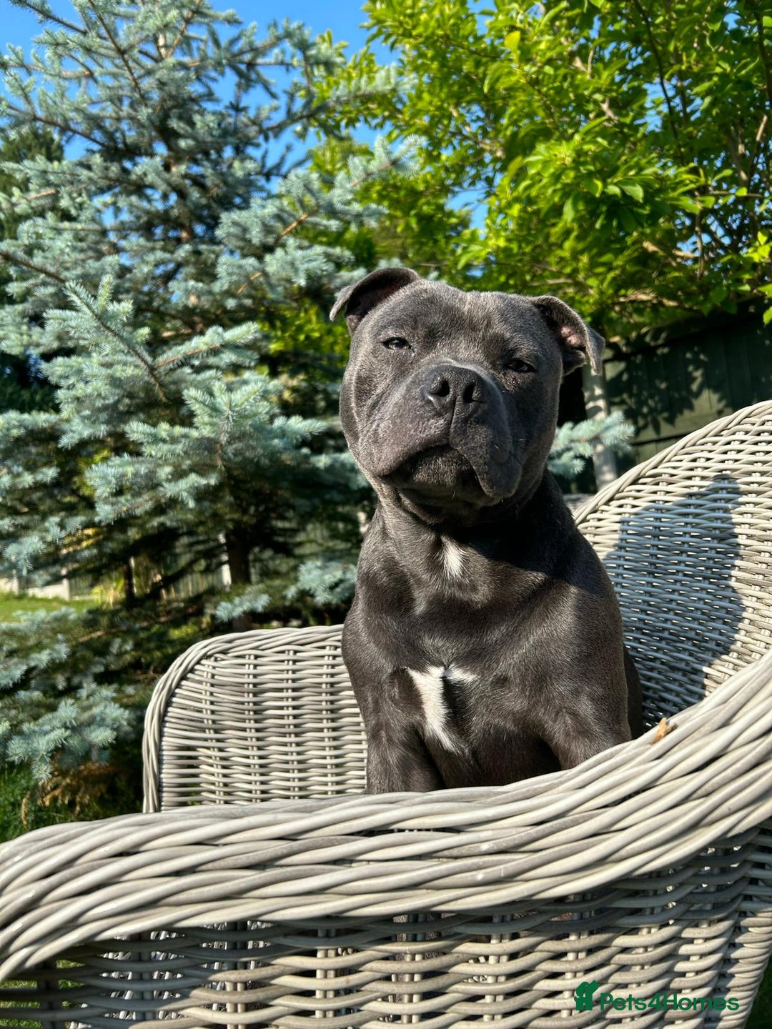 Staffordshire Bull Terrier dogs for stud: KC blue staffordshire bull terrier  in Worcester - Advert 3