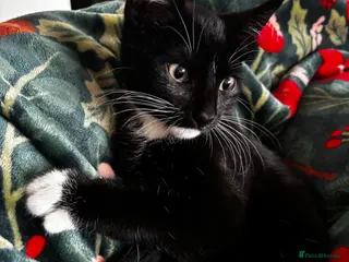 Mixed Breed cats Gorgeous Tuxedo Kitten 💖 - Advert 1