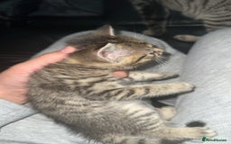 Domestic Shorthair cats for sale: Adorable tabby/bengal kittens to a good home - Image 14