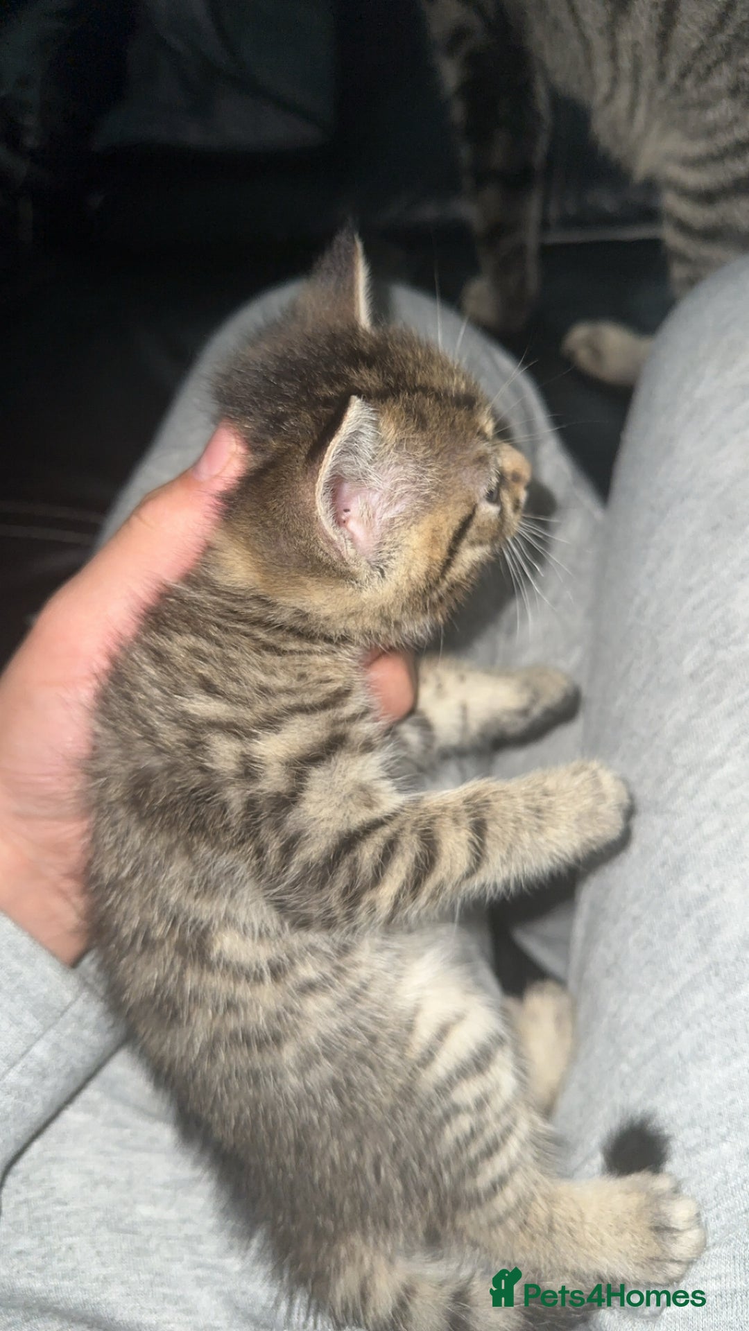Domestic Shorthair cats for sale: Adorable tabby/bengal kittens to a good home - Image 14