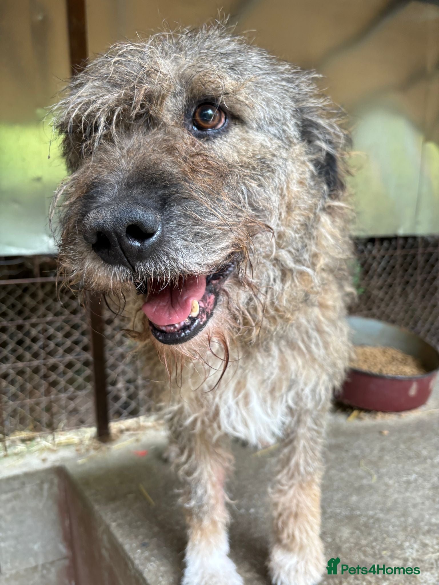 Mixed Breed dogs 10 year old Fionn needs a retirement home  - Advert 14