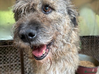 Mixed Breed dogs 10 year old Fionn needs a retirement home - Advert 2